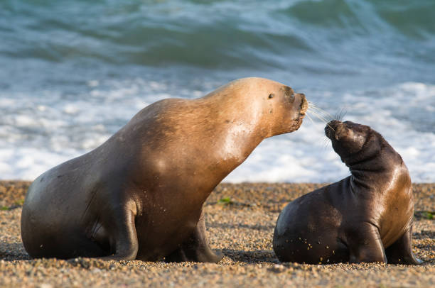 istock Mother and baby sea lion 1136606748
