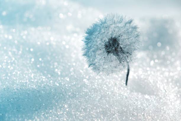 fleur de givre d'hiver. pissenlit. soleil. jour froid - dandelion snow photos et images de collection