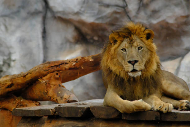 istock Lion in the zoo 1136606878
