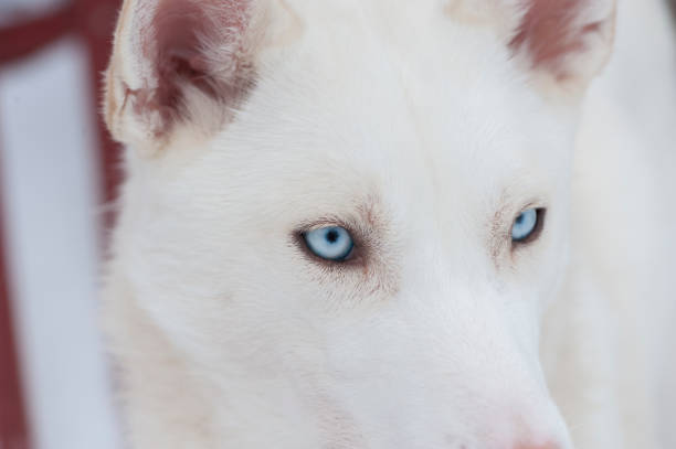 istock beautiful Husky dogs used for sledding 1136606939