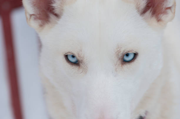 istock beautiful Husky dogs used for sledding 1136606989