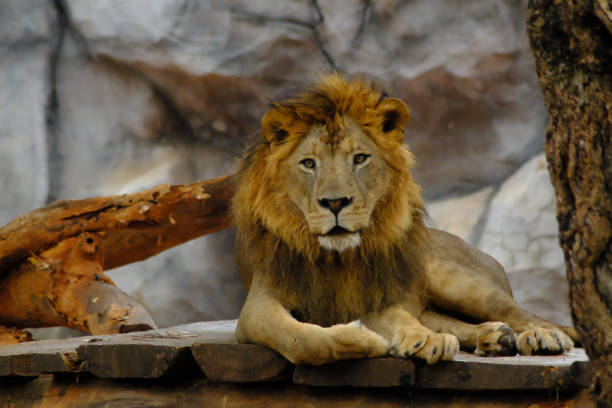 istock Lion in the zoo 1136607108