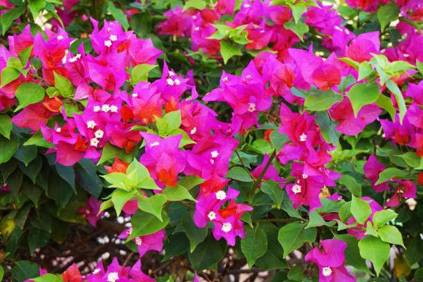 bougainvillea plant as very nice texture bougainvillea plant as very nice texture buganvilia stock pictures, royalty-free photos & images