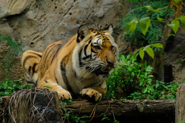 istock tigers in the zoo 1136608315