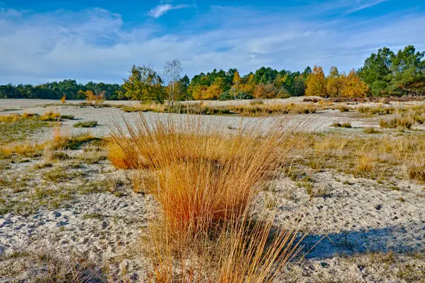 Desert landscape with yellow sand dunes, trees and plants and blue sky, National park Druinse Duinen in North Brabant, Netherlands