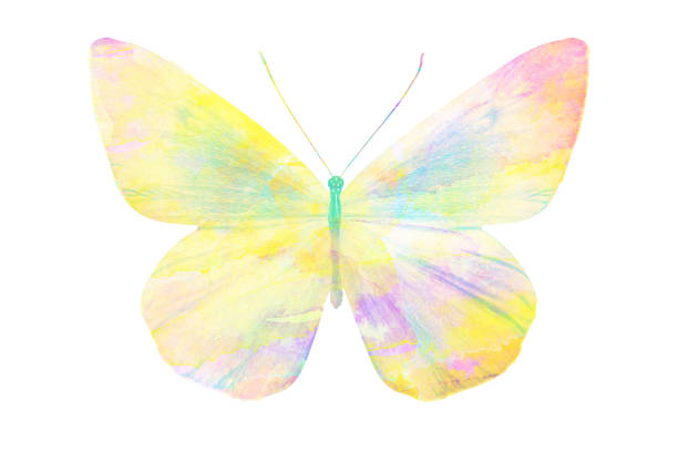 istock watercolor butterfly. tropical insect for design. isolated on white background 1136609943
