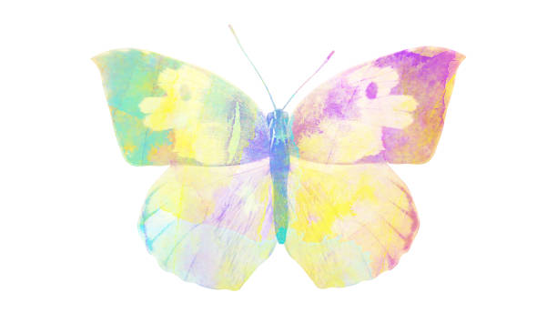 istock watercolor butterfly. tropical insect for design. isolated on white background 1136609951