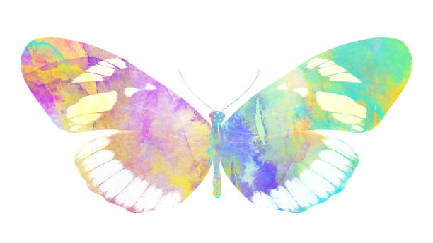 istock watercolor butterfly. tropical insect for design. isolated on white background 1136610011