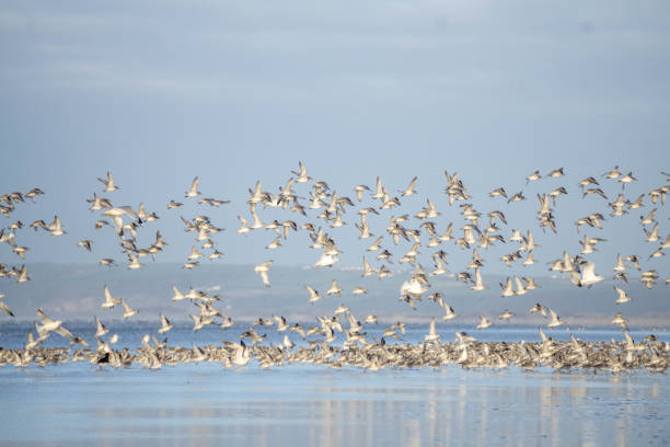 istock flock of wading birds on beach 1136610242