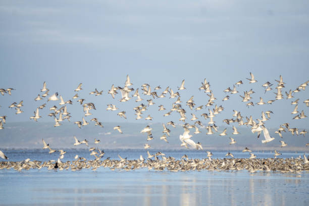 istock flock of wading birds on beach 1136610257