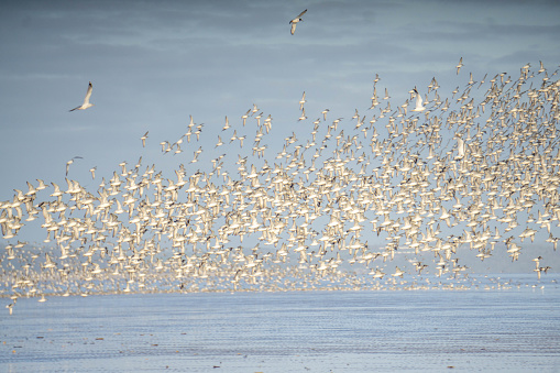 flock of wading birds on beach