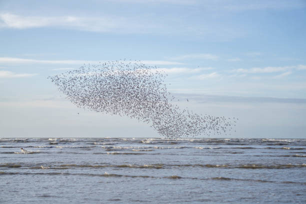 istock flock of wading birds in flight over coastline 1136610441