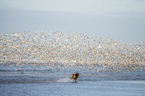 dog chasing wading birds on beach
