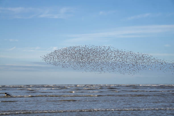 istock flock of wading birds in flight over coastline 1136610460