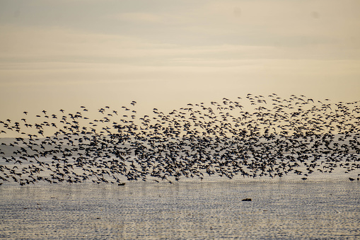 flock of birds flying over beach at sunset