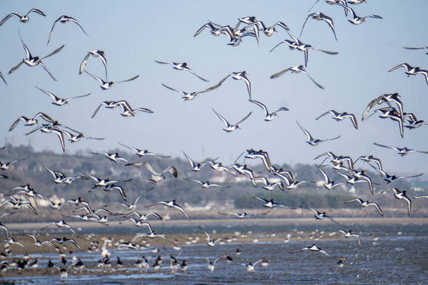 istock flock of wading birds on beach 1136610670