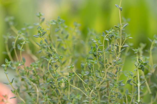 istock Thyme plant growing in the herb garden 1136610828