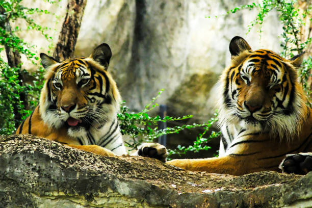 istock tigers in the zoo 1136610878