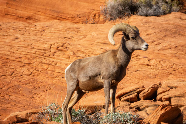 Wildlife At Valley Of Fire Stock Photo - Download Image Now - Animal, Animal  Wildlife, Animals In The Wild - iStock