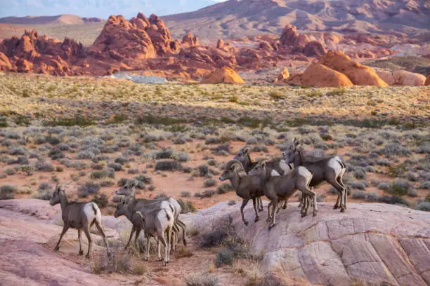 Photo of Wildlife at Valley of Fire