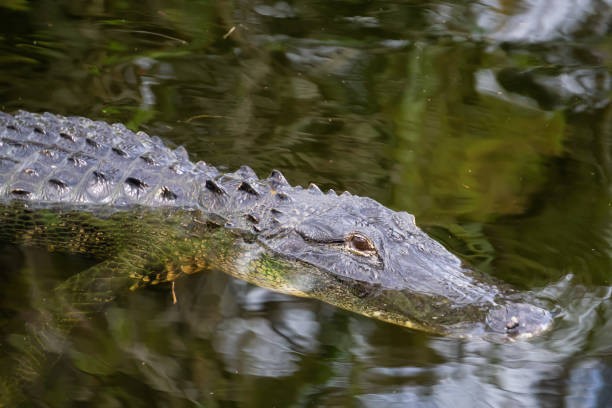 istock Everglades National Park 1136611479