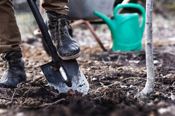 istock Man planting a garden 1136612205