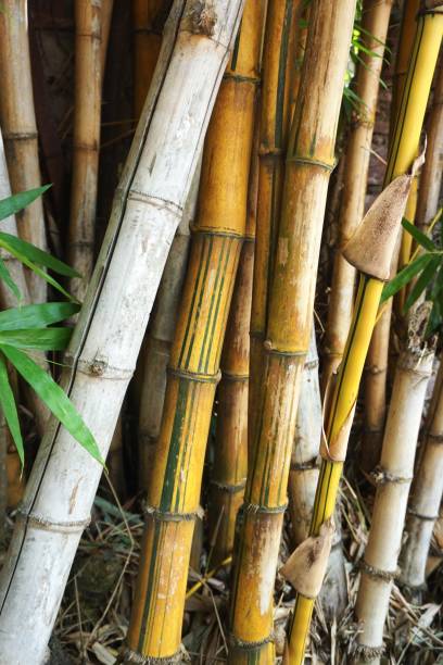 istock Mature bamboo stalks vertical tropical nature background 1136612635