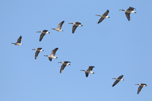 Canadá Geese volando en formación photo