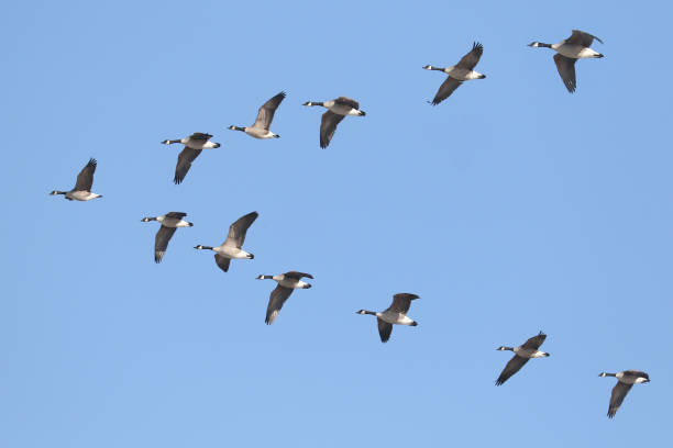 Canada Geese flying in formation v shaped of geese flying over head canada goose photos stock pictures, royalty-free photos & images
