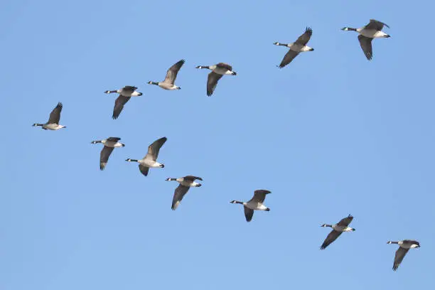 Photo of Canada Geese flying in formation