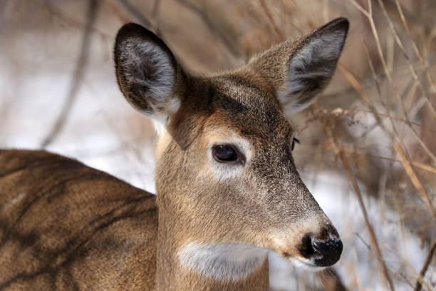 istock White tailed doe in Nature reserve 1136612725