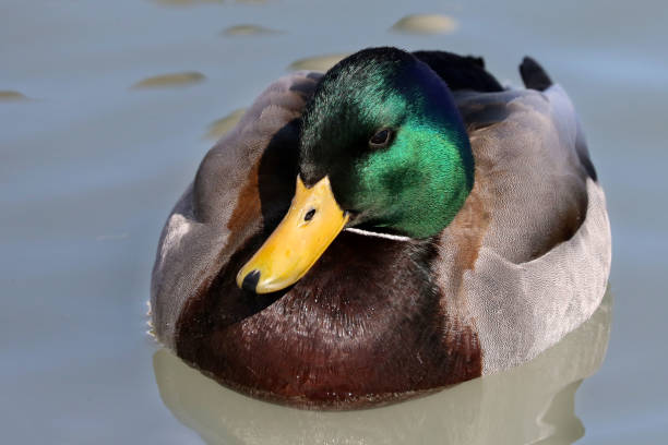 istock Mallard drake on Lake Ontario 1136612800
