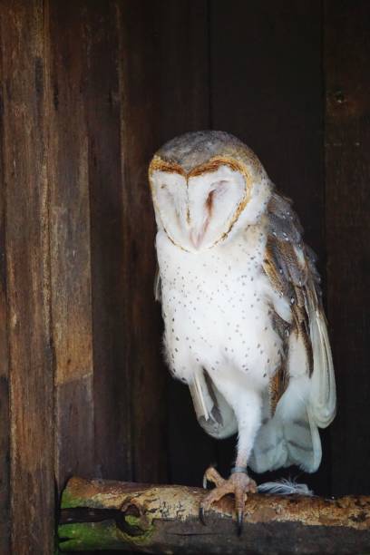 istock Sleepy barn owl stands on one leg among the shadows 1136612936