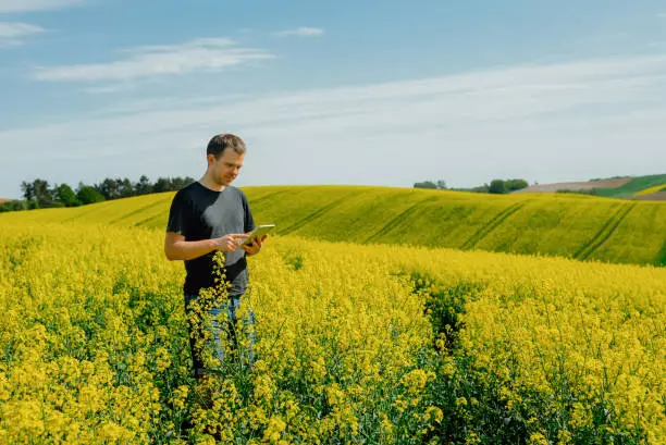 Young man standing against rape field and using tablet