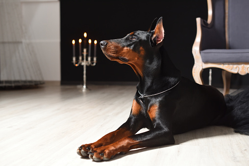 Beautiful Doberman is lying on the laminate floor against a black wall with candlesticks