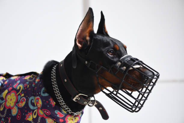 istock Young Doberman in a muzzle, head close up against a white wall, studio photography 1136613511