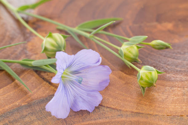 istock Flower - Linum usitatissimum 1136613667