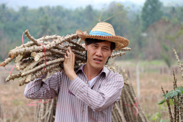 istock Male farmer standing and shoulder  tapioca limb that cut the stack together in the farm. 1136615109