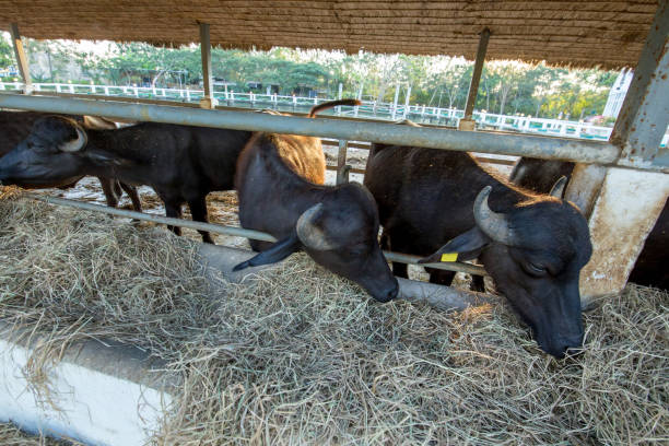 istock Murrah buffalo in thailand eating dry hay. 1136615487