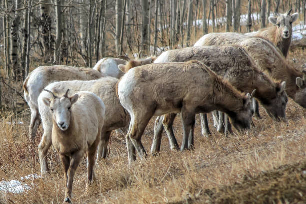 istock Close Up View Of Bighorn Sheep 1136615504
