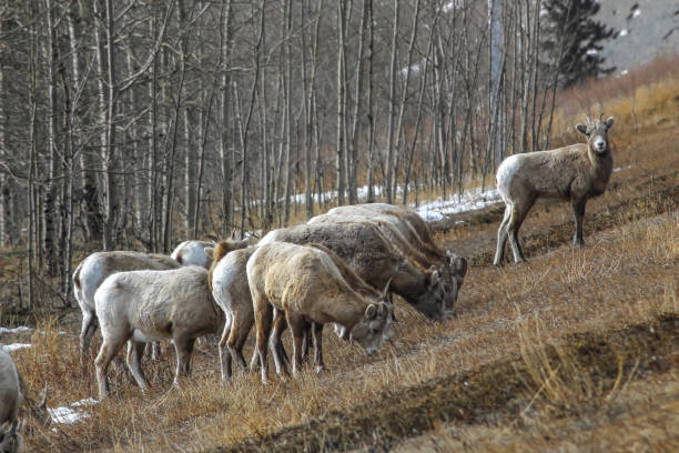 istock Close Up View Of Bighorn Sheep 1136615531