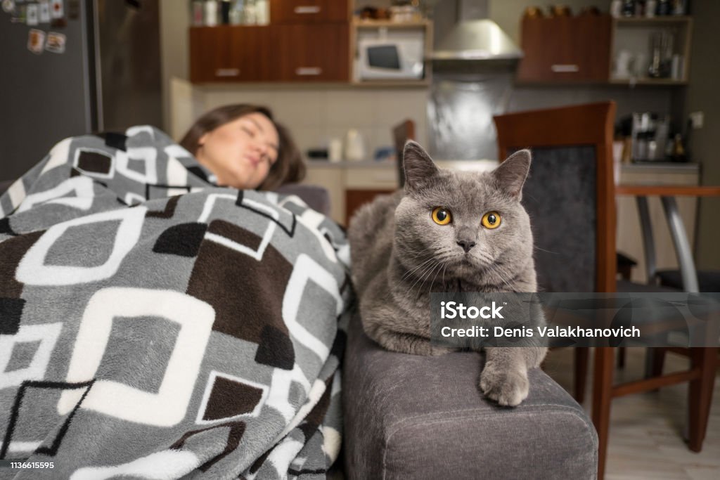 Mèo ngủ: Ai lại không yêu thích những hình ảnh dễ thương của mèo khi chúng đang ngủ say giấc. Hãy cùng chiêm ngưỡng những khoảnh khắc đáng yêu này nhé!