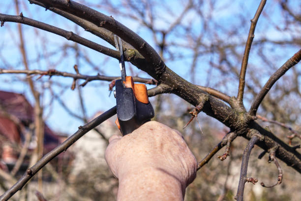 istock Grandmother hand trimming small branches for better harvest in summer. First spring work after long winter. Manual work. Handmade 1136616799