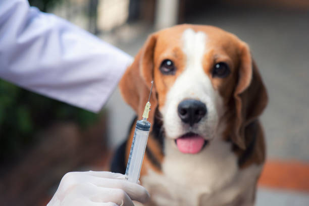 beagle dog is standing The beagle dog is standing beside the vet standing holding a syring beauty puppy shot stock pictures, royalty-free photos & images
