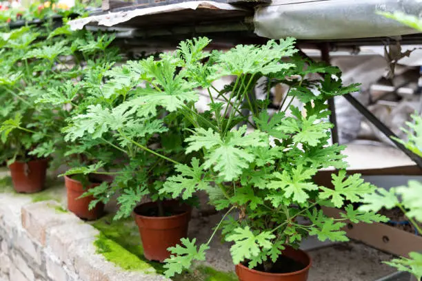 Photo of Citronella plant are natural mosquito repellent with it scented nature