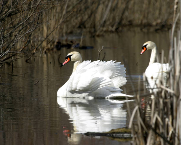 istock waterfowl duck goose swan 1136617735