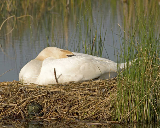 istock waterfowl duck goose swan 1136618504
