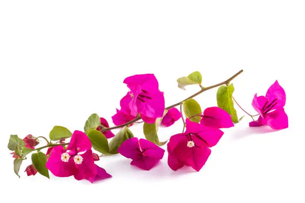 Photo of Bougainvillea