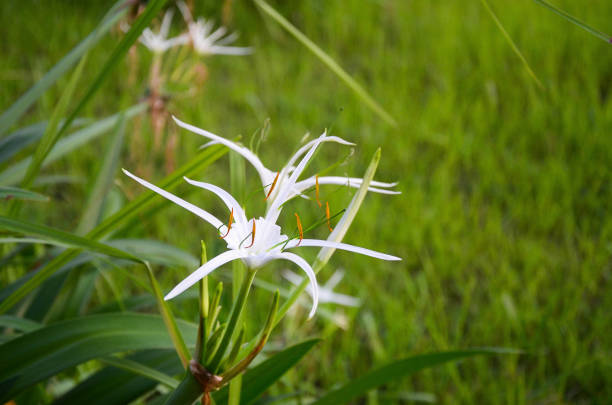 istock Hymenocallis littoralis in the park. 1136619537