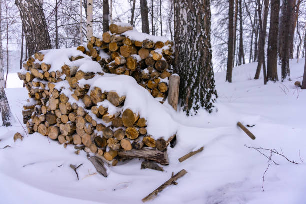 istock Firewood in the snow-covered forest, close-up 1136619551